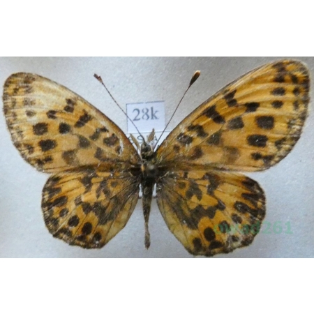 Boloria thore (Hübner, 1804) male Russia28k